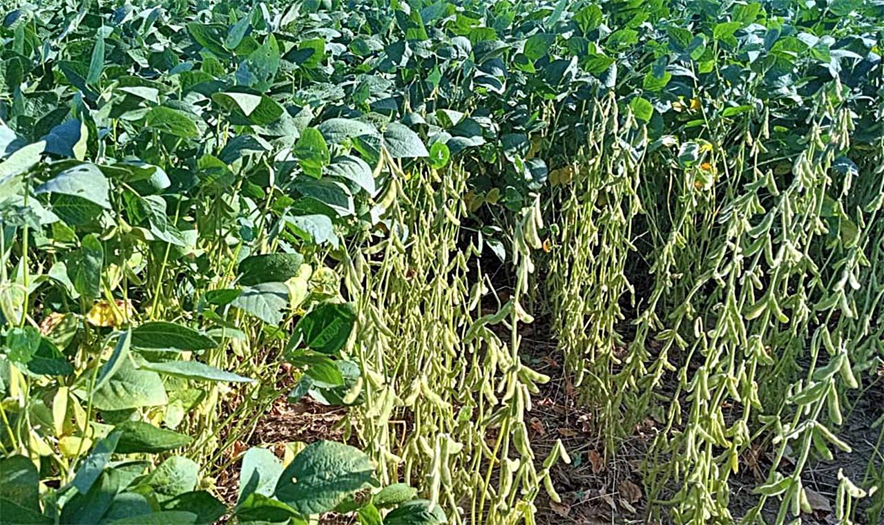 Estudo elaborado pela FAPERON mostra que ausência de infraestrutura pode causar colapso na agricultura em Rondônia
