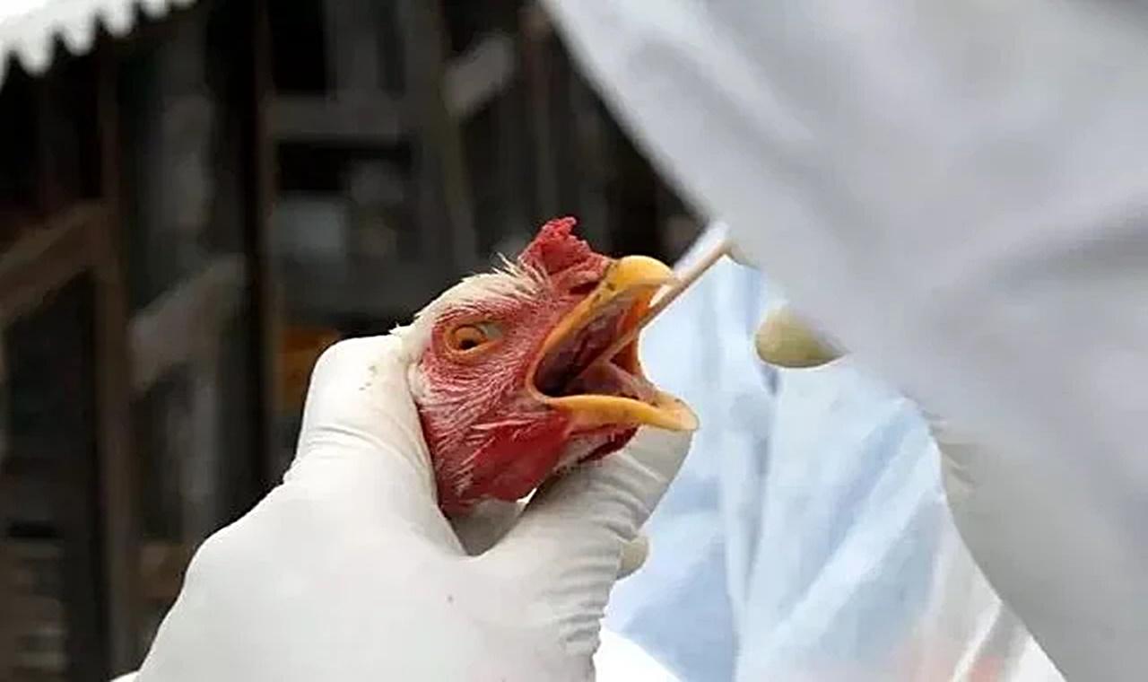 Gripe aviária: governo declara estado de emergência zoossanitária no Brasil por 180 dias