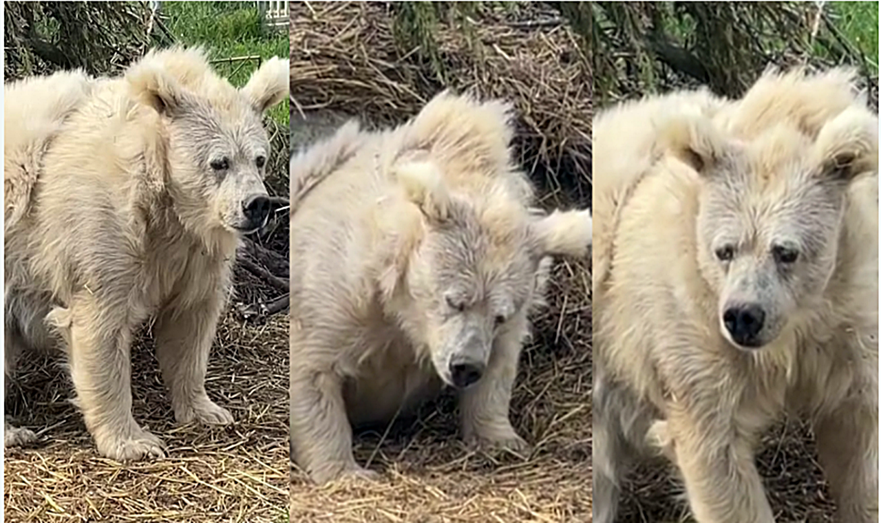 VÍDEO: Ursa acorda descabelada após hibernar