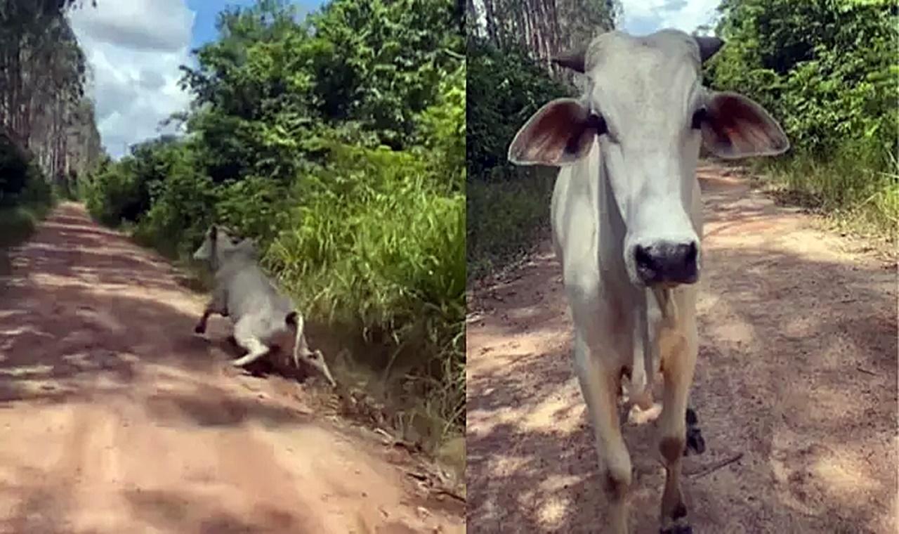 ‘Apaga agora’: homem filma boi correndo e reação do animal chama atenção