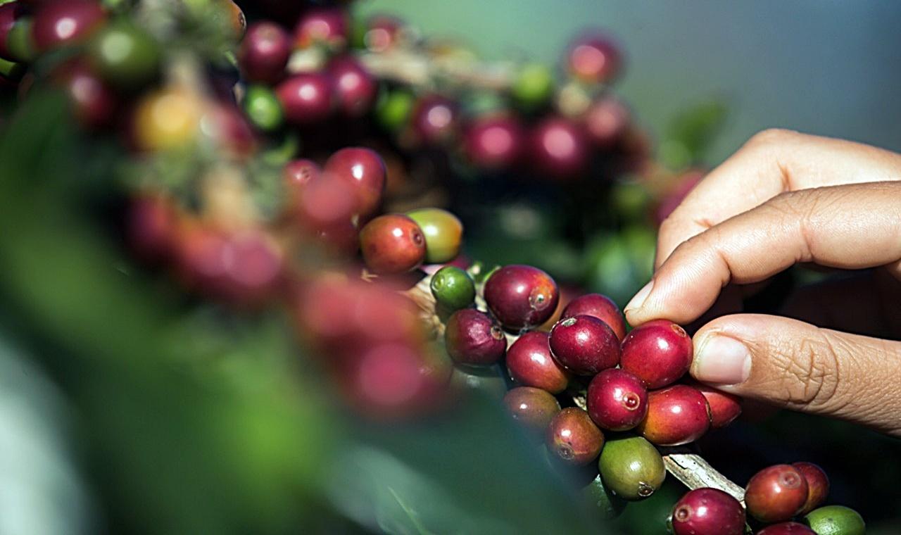 Cafés do Brasil: produtividade média atinge 28,9 sacas/ha em 2023