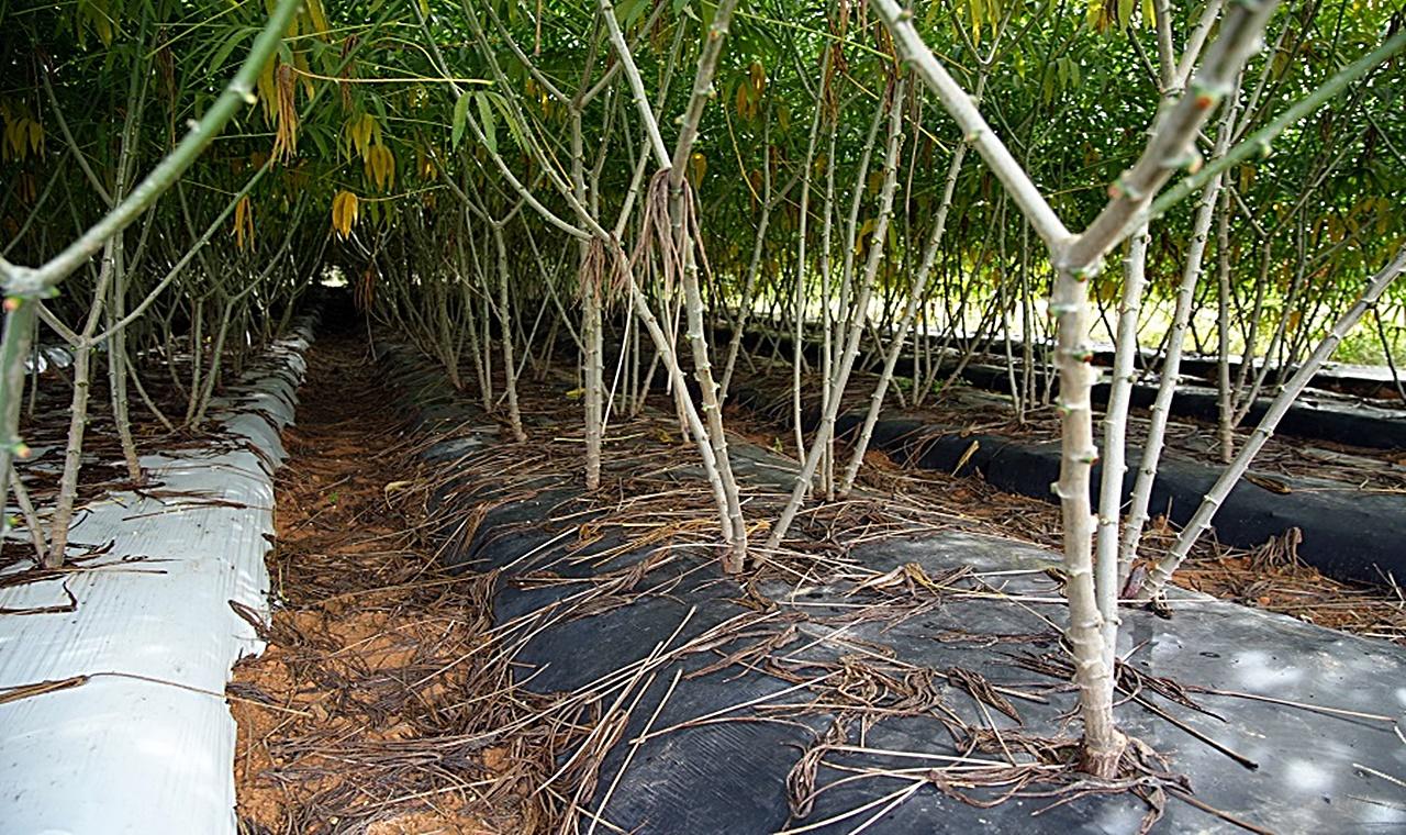 Embrapa desenvolve tecnologia que facilita o manejo da mandioca