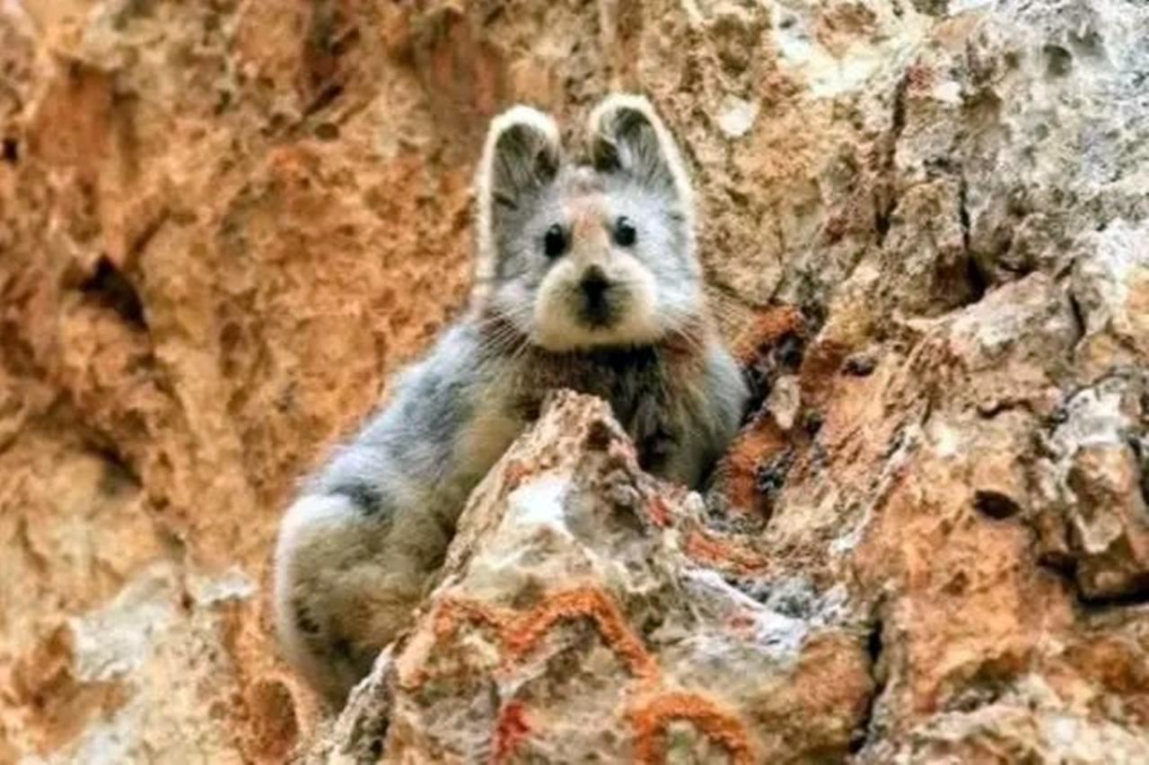 Pika, de 20 cm, é ameaçado de extinção