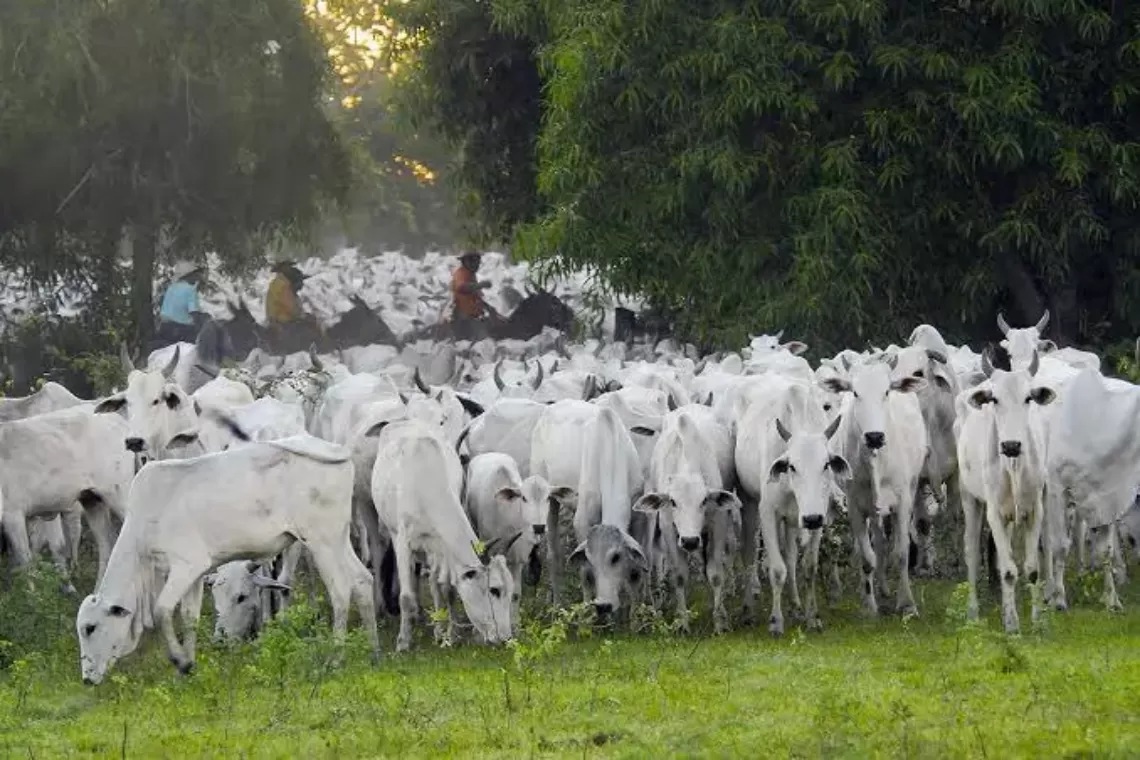 Vídeo: produtor rural faz fogueira para aquecer gado em Mato Grosso do Sul