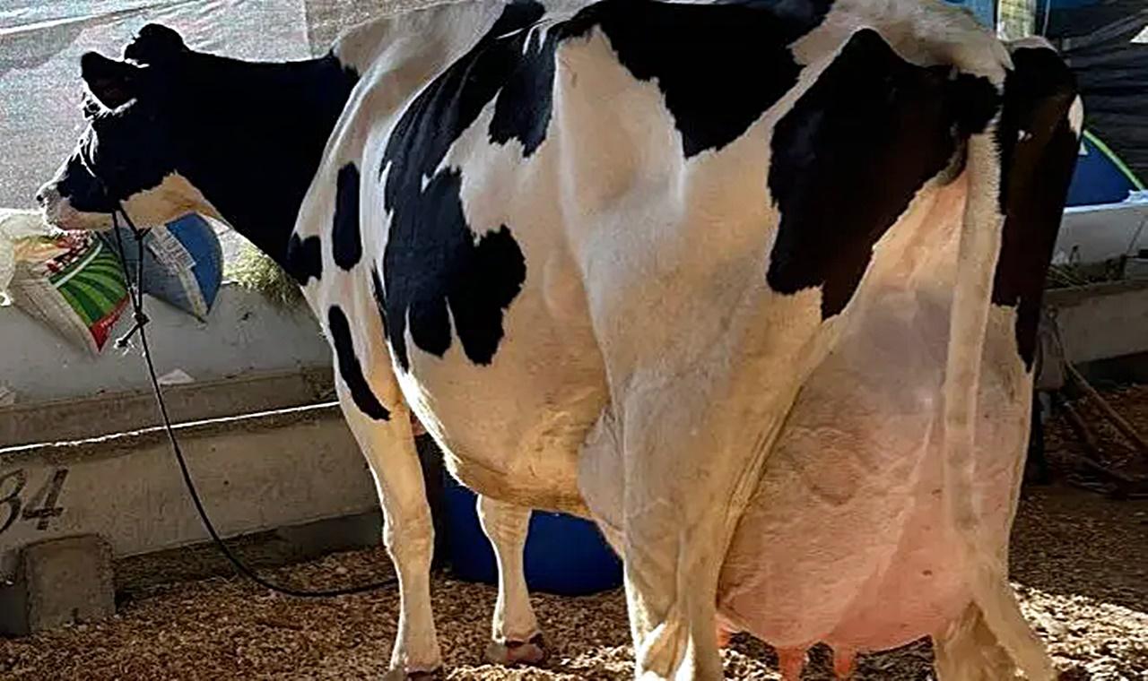 Novo recorde mundial, vaca produz 144,20 quilos de leite; Vídeo