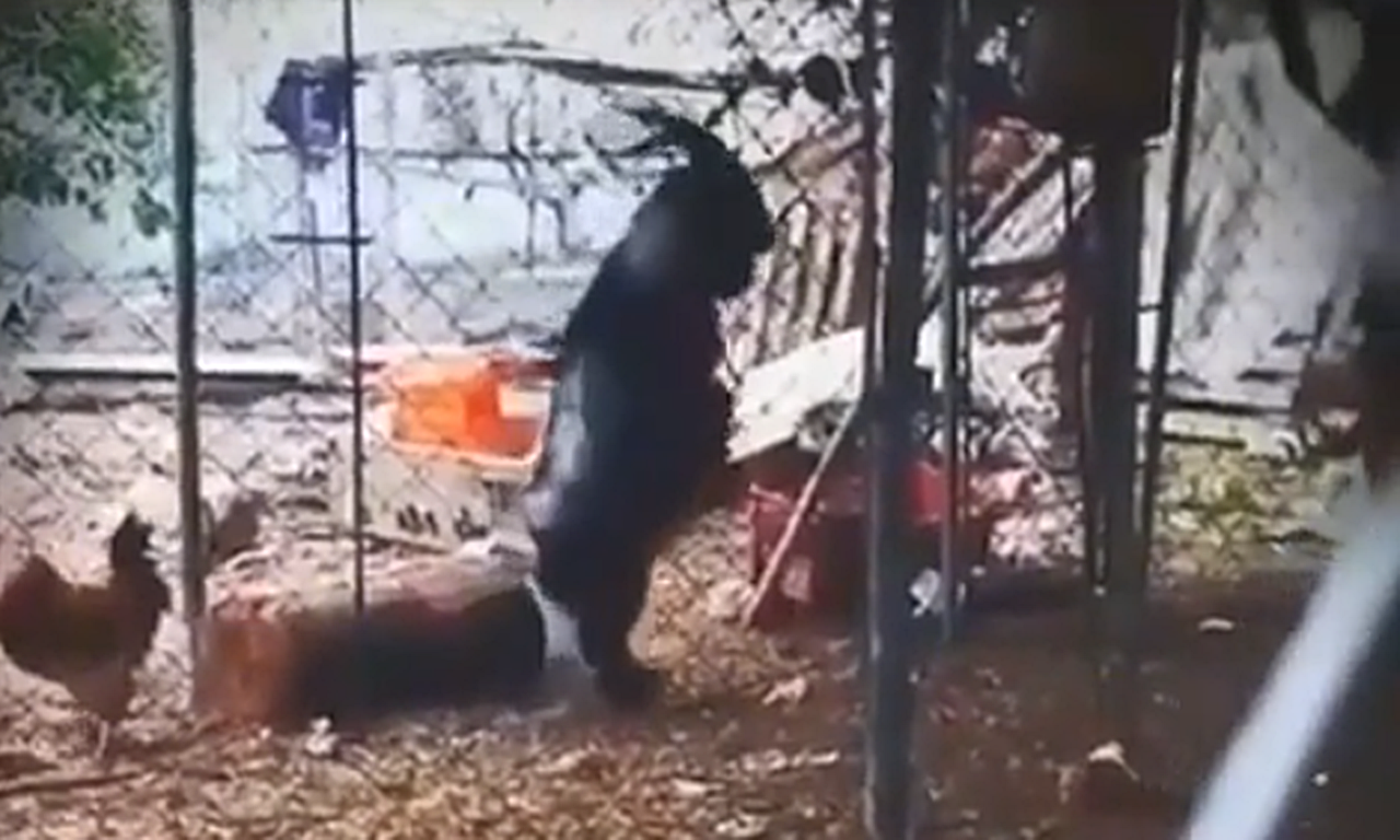 VÍDEO ASSUSTADOR: Belzebu? Bode é flagrado andando em pé em galinheiro