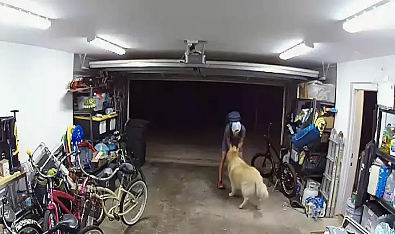 Vídeo: Cachorro busca carinho de ladrão durante roubo à residência