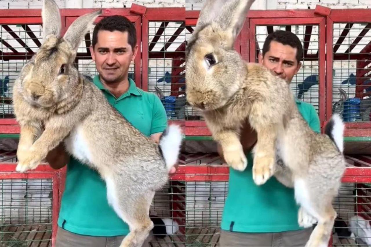“Cãoelho”: conheça a raça gigante de coelho que virou moda entre os “pets”