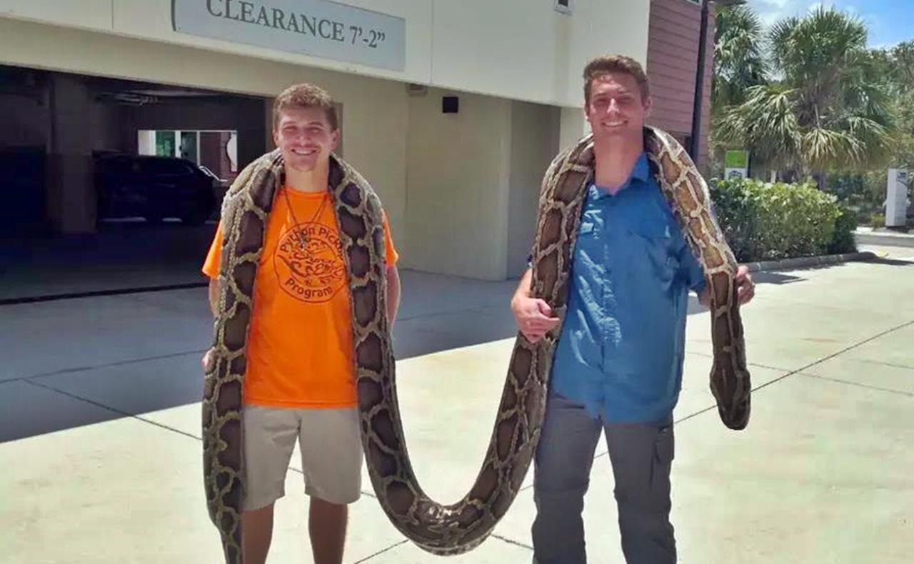 Desafio Píton: evento para caçar e matar cobras gigantes anima turistas