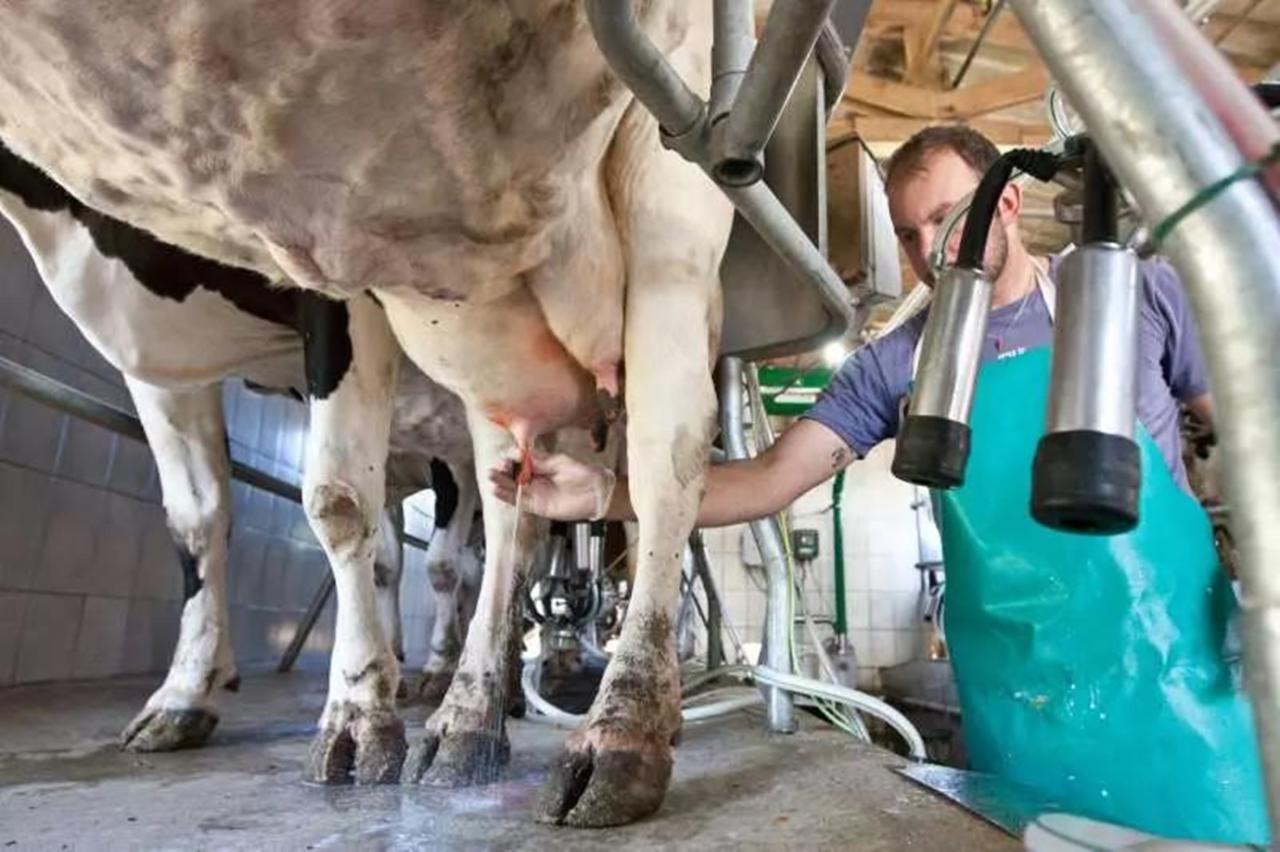Vai faltar leite? Pesquisa alerta para escassez do produto