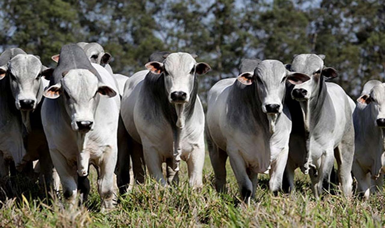 Rebanho bovino de Rondônia aumenta 17,1% em um ano; no ranking nacional o Estado está na sexta posição