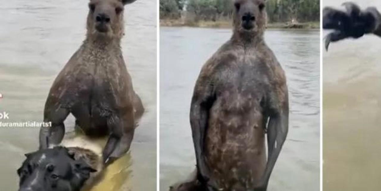 Homem sai no soco com canguru que tentava afogar cachorro; veja
