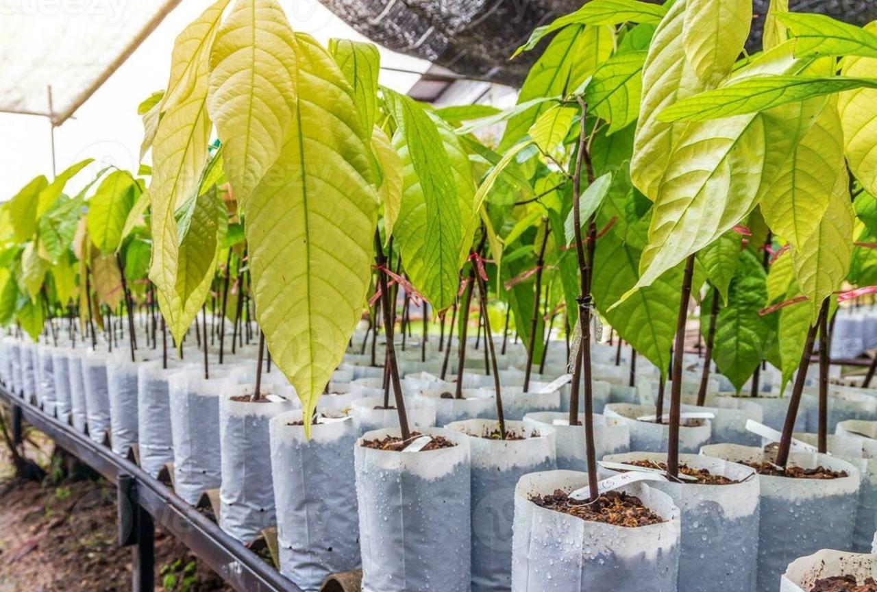 Cirone anuncia distribuição de mudas de cacau clonal