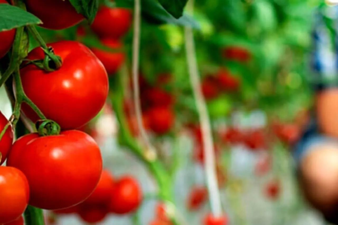 Confira 8 fertilizantes caseiros para suas plantas frutíferas dobrarem a produção de frutos