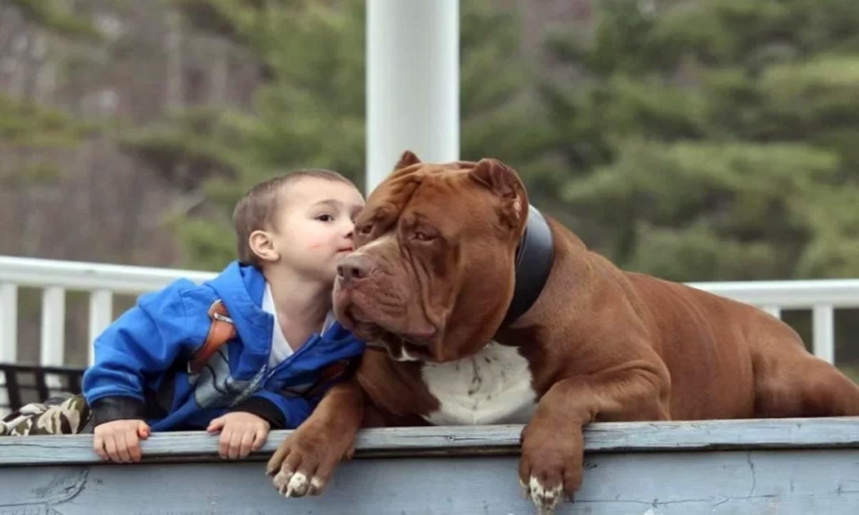 ‘Maior pit-bull do mundo’ é treinado para defender crianças em perigo