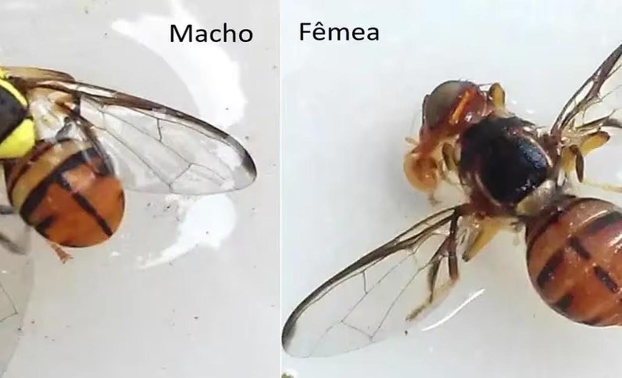 'Mosca maldita': 4 estados brasileiros decretam emergência fitossanitária