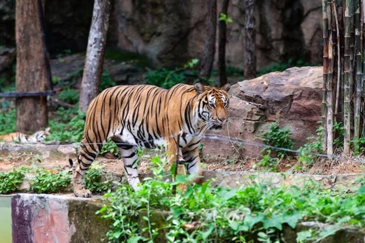 Corpo é encontrado em jaula após tigre ser visto com sapato