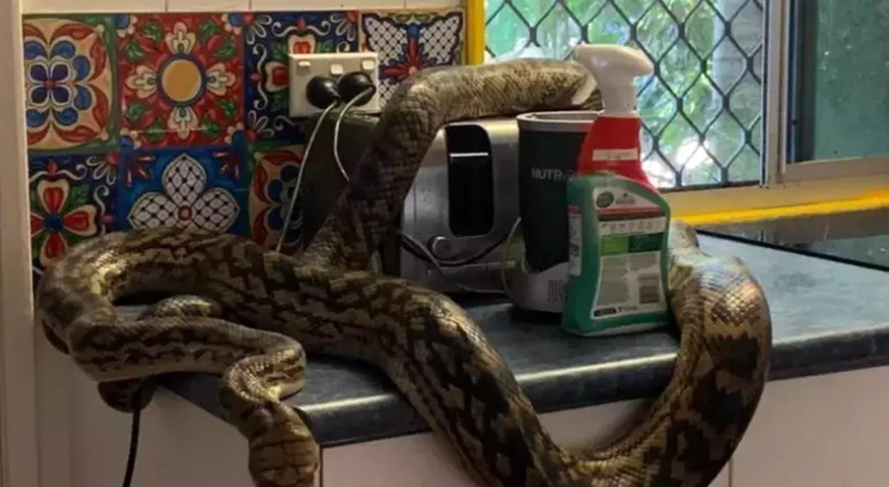 Homem encontra cobra de aproximadamente 6 metros na cozinha de sua casa