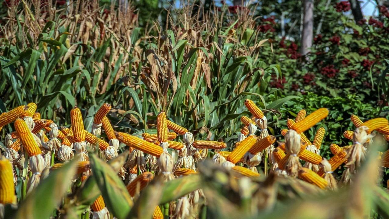 Idaron estima queda de 60% da safra 2023/2024 de milho e soja devido ao El niño