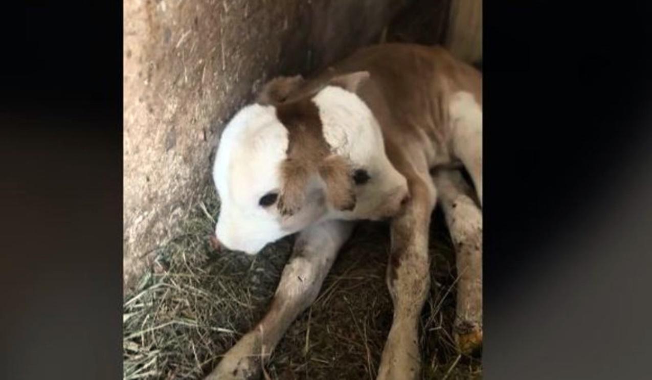 Bezerro nasce com duas cabeças em caso raríssimo; VEJA VÍDEO