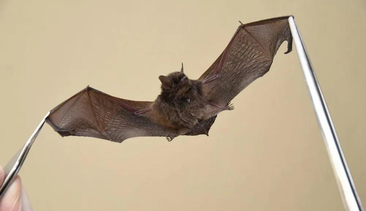 Caso de raiva em morcego é confirmado em Cacoal, RO