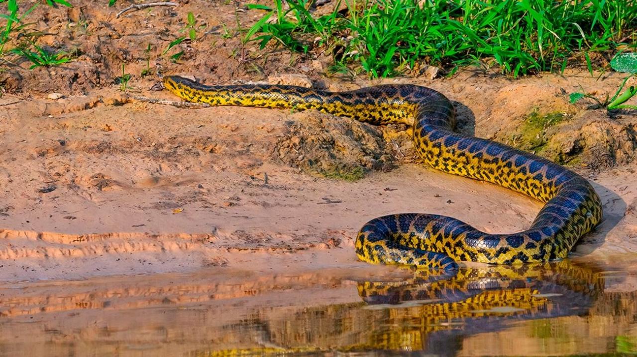 Documentário com Will Smith descobre nova espécie de  anaconda na Floresta Amazônica