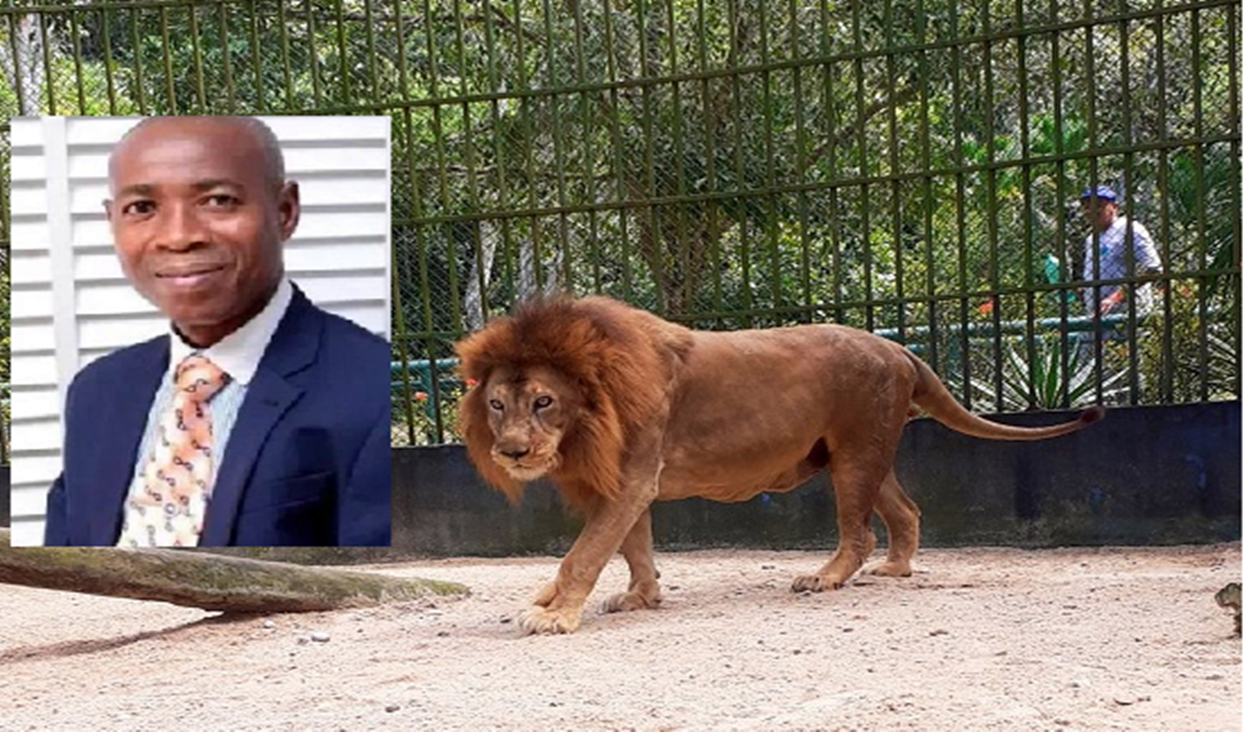 Tratador de zoológico morre após ser atacado por leão que criou desde filhote