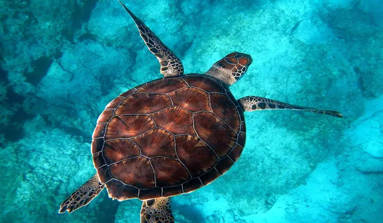 Nove pessoas morrem e 78 ficam hospitalizadas após comerem carne de tartaruga em Zanzibar