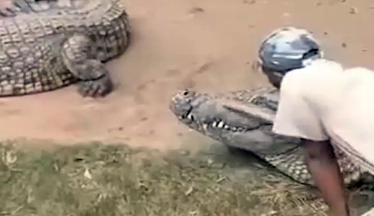 Tratador escapa de ter partes íntimas devoradas por crocodilo de 4 metros em zoológico