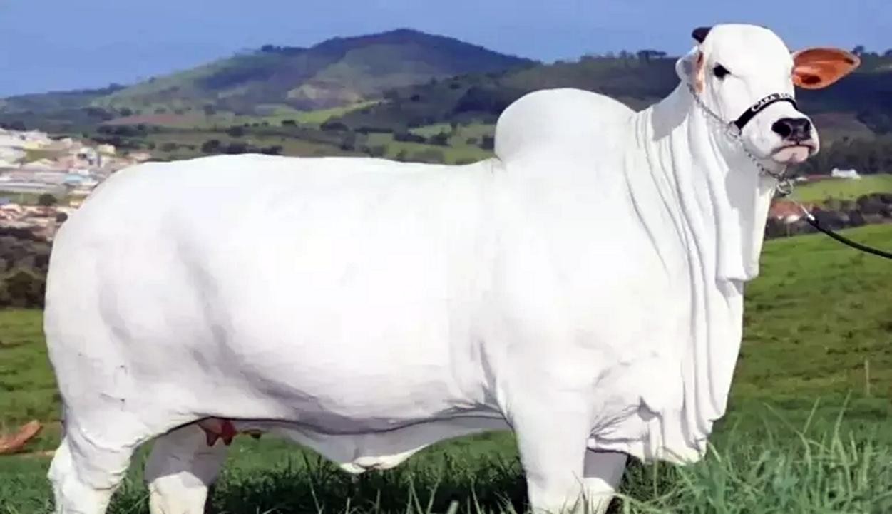 Vaca brasileira entra para o livro dos recordes como mais cara do mundo; confira valor