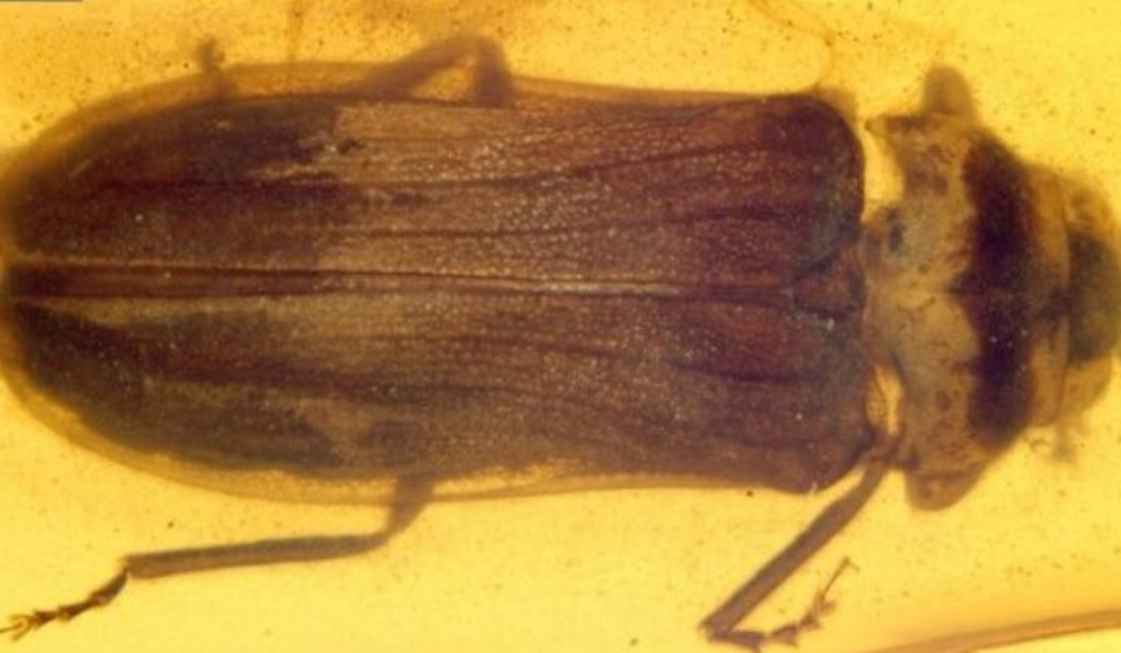 Fóssil revela que vaga-lumes já brilhavam quando os dinossauros dominavam a Terra