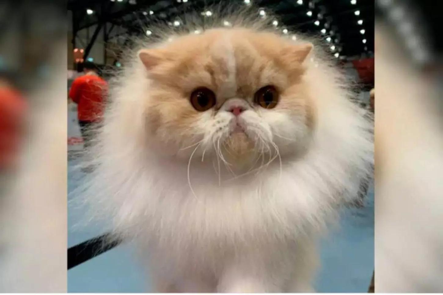 Max, gato persa brasileiro, ganha concurso mundial de felinos