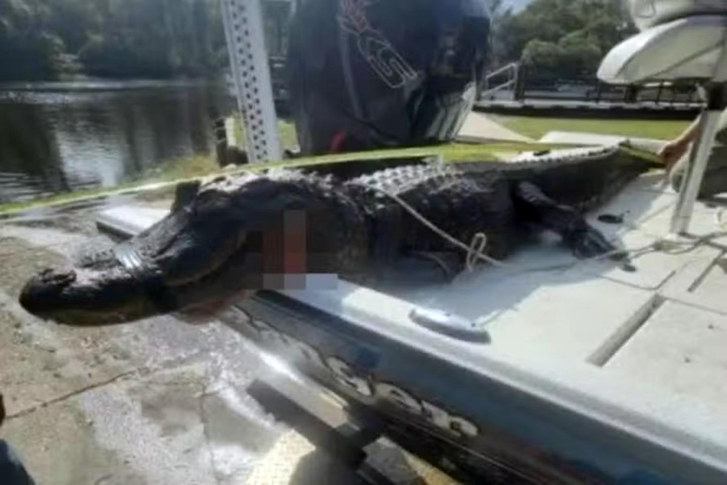 Homem enfia dedo em olho de jacaré para salvar mulher mordida durante passeio de caiaque