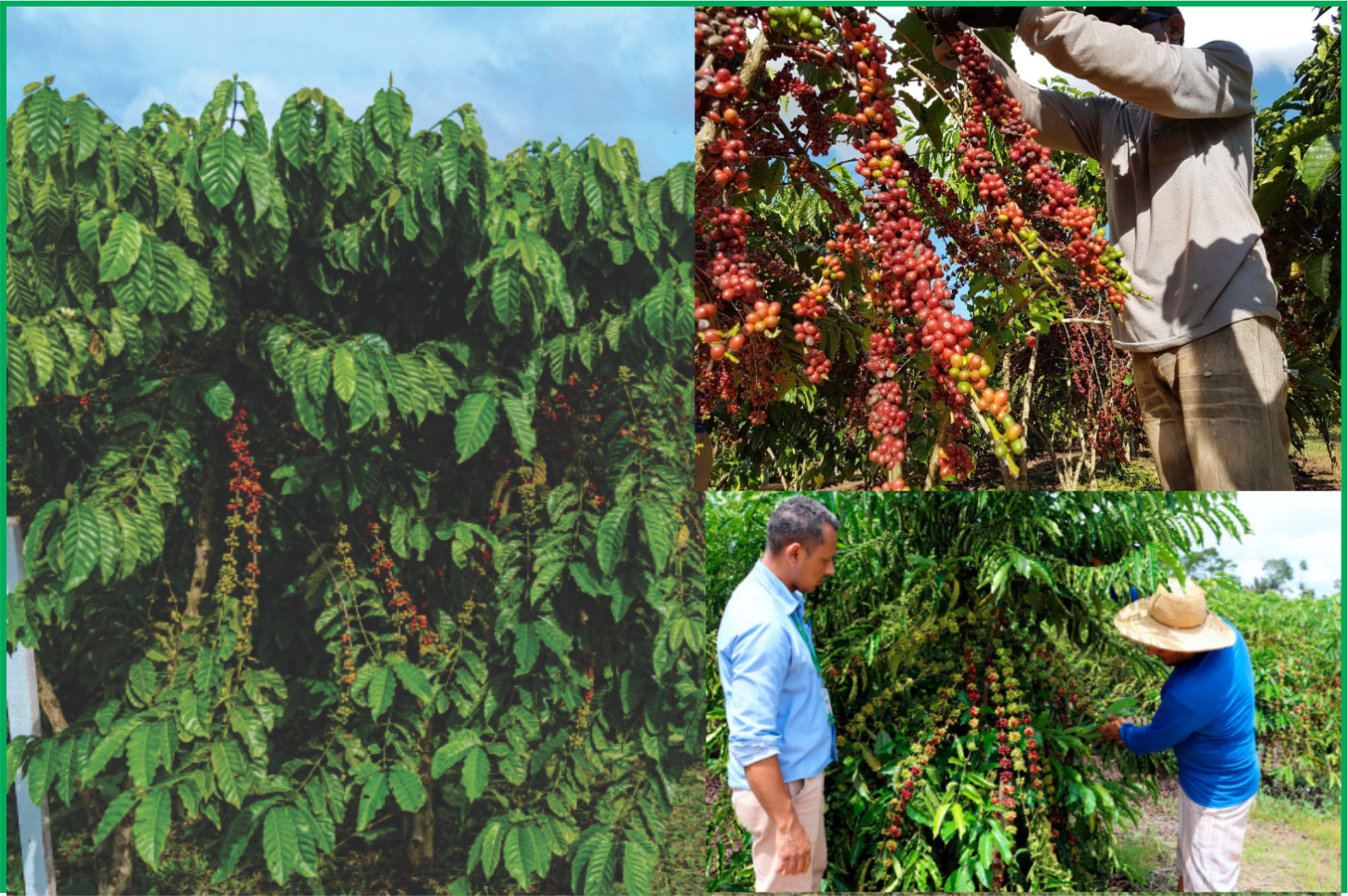 Café de Rondônia é destaque nacional com aumento de produção, valorização do mercado e apoio do governo de RO