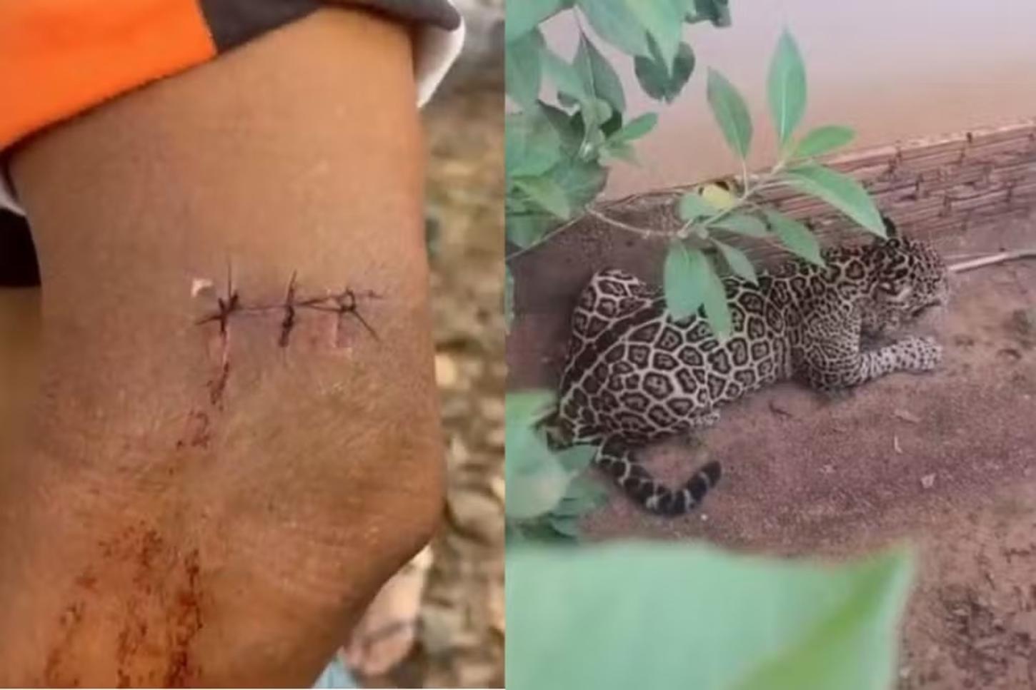 DISTRITO DE EXTREMA – Homem enfrenta onça para impedir que entrasse em creche