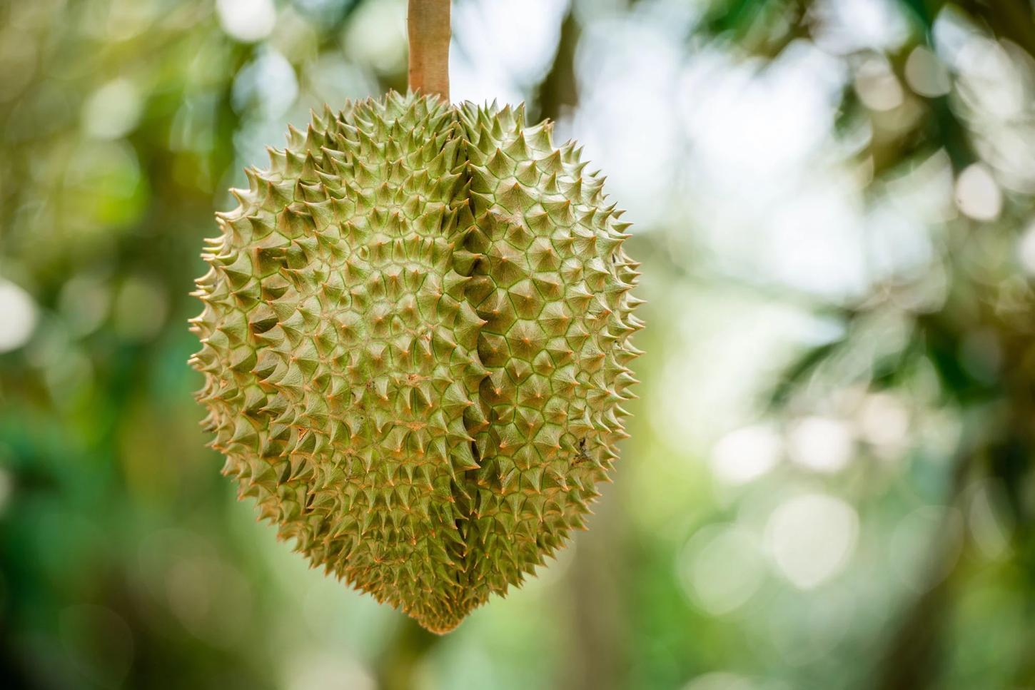 Bombeiros são acionados após alemães sentirem cheiro de fruta ‘mais fedida do mundo’