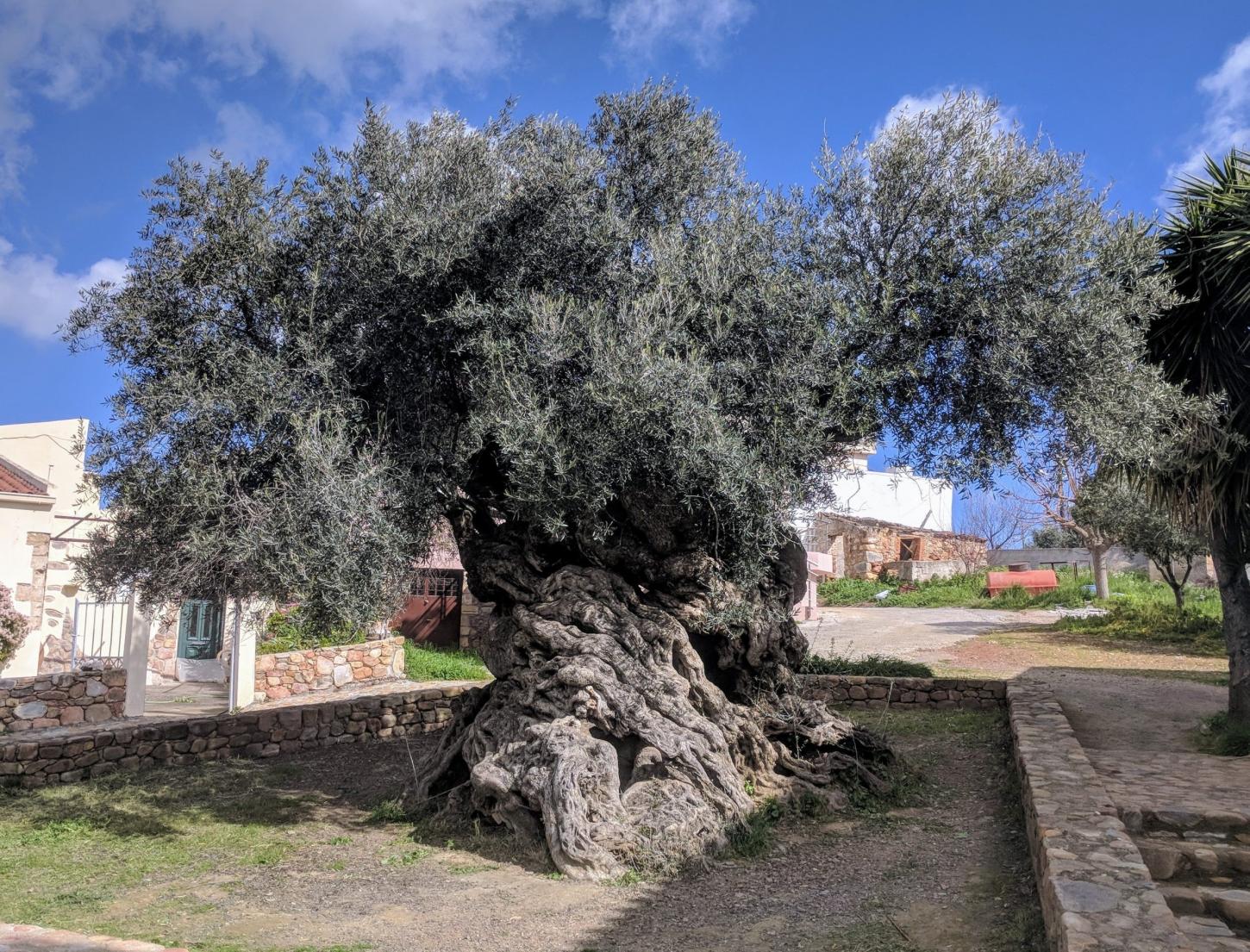 A árvore de 4.000 anos que ainda dá frutos: a oliveira mais antiga do planeta