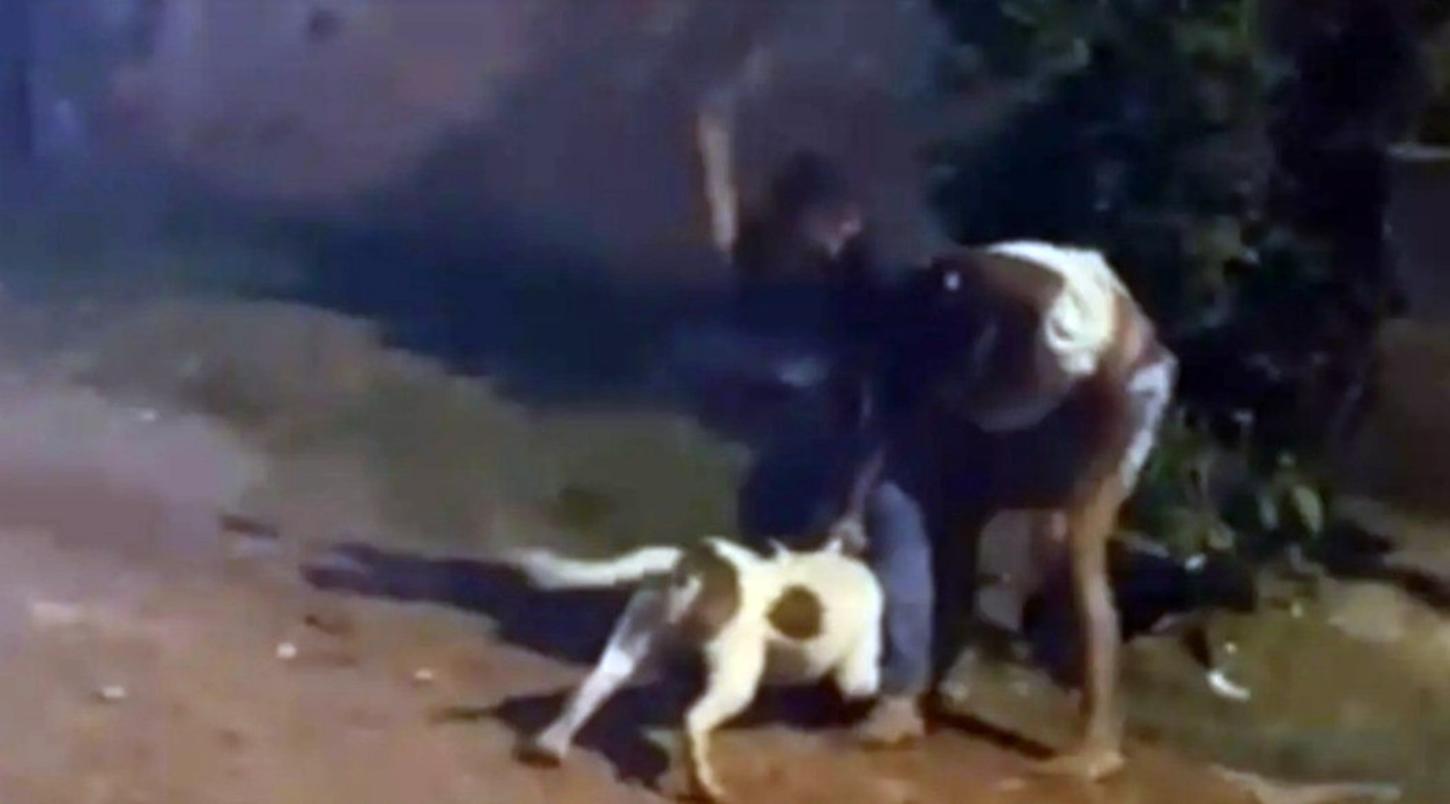 Em Rondônia, criança de 5 anos é atacada por cachorros da raça pitbull