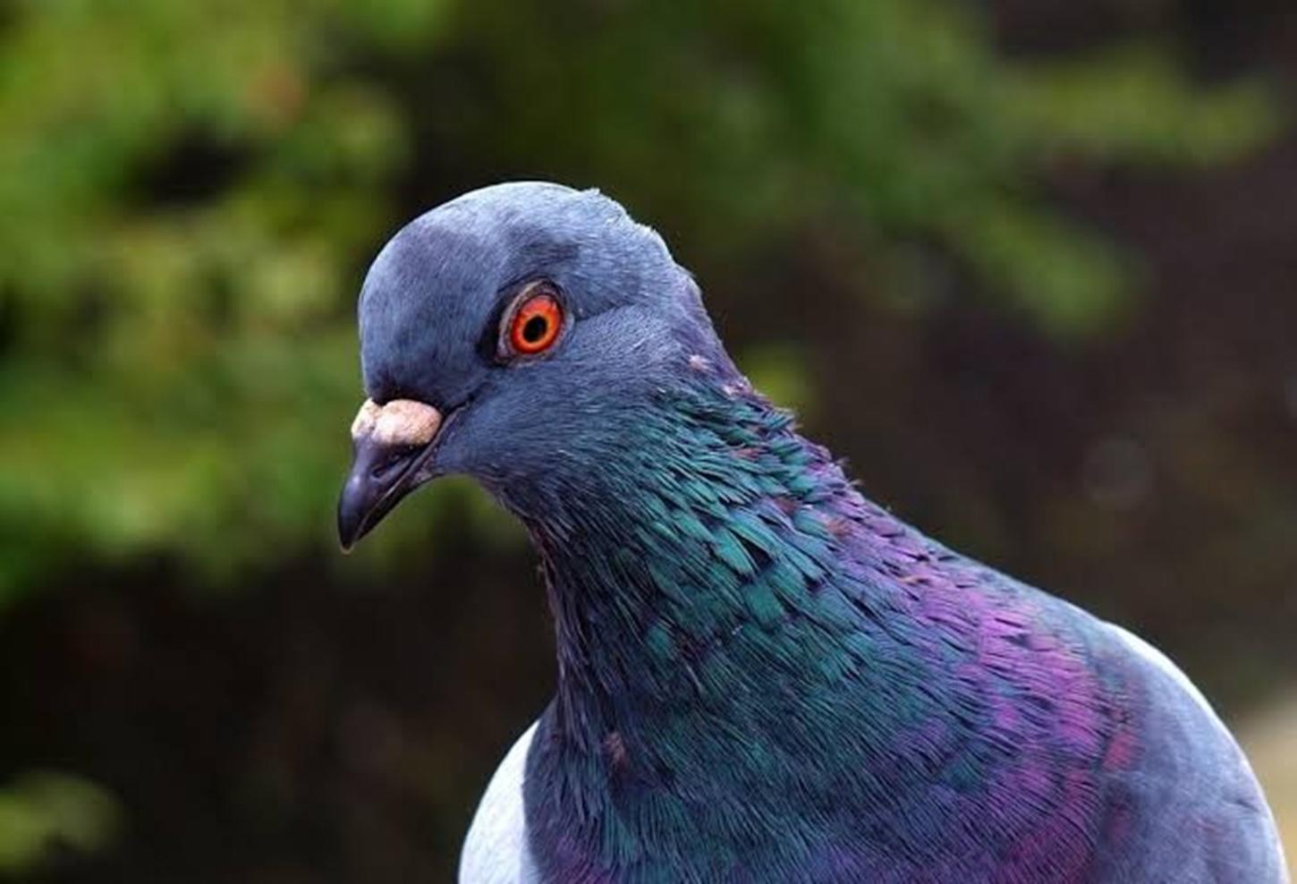 Você já viu um filhote de pombo? Entenda por que eles só aparecem quando já estão adultos