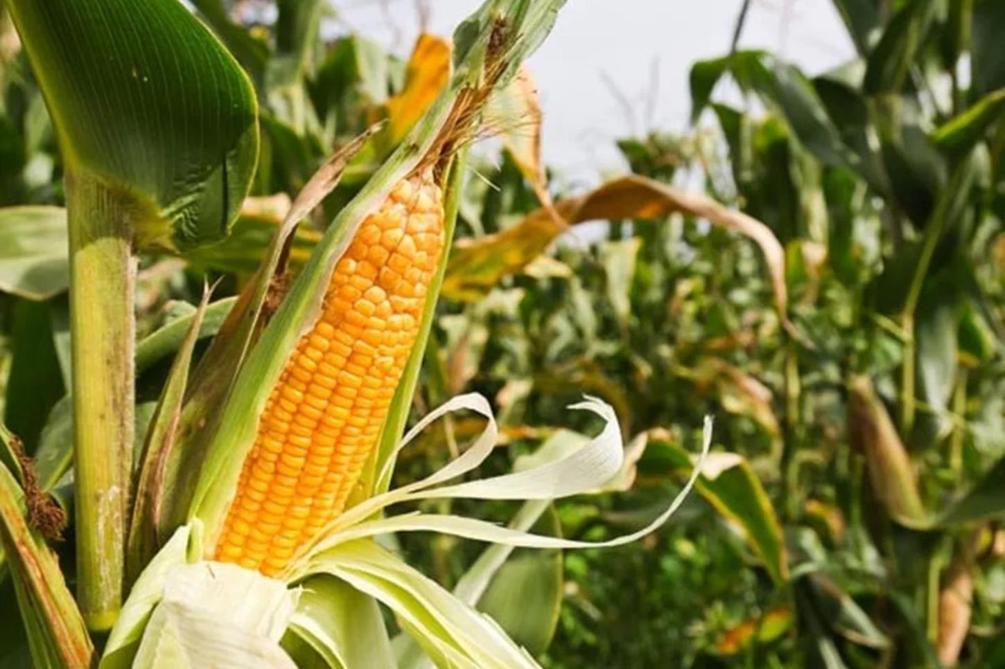 Menor estado do Brasil vira gigante do agro com recorde nacional de milho, vaca que produz quase três vezes mais leite, filas de caminhões de laranja e camarão exportado para Europ