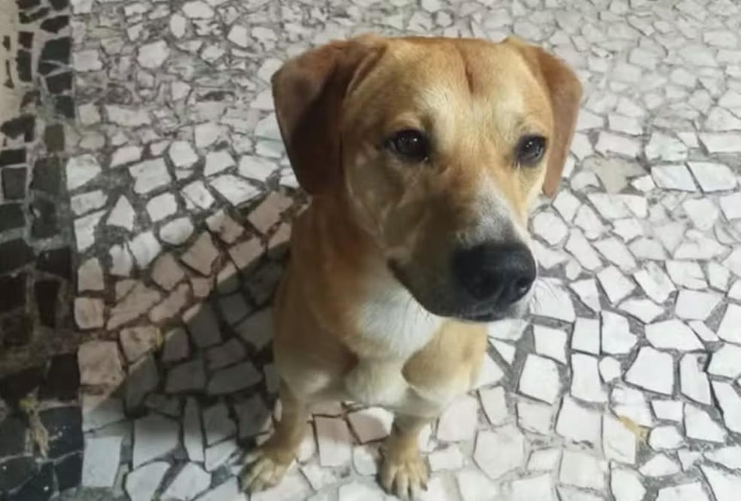Adolescentes suspeitos de causar morte do cão Orelha tentaram afogar outro cachorro na praia em SC, diz polícia