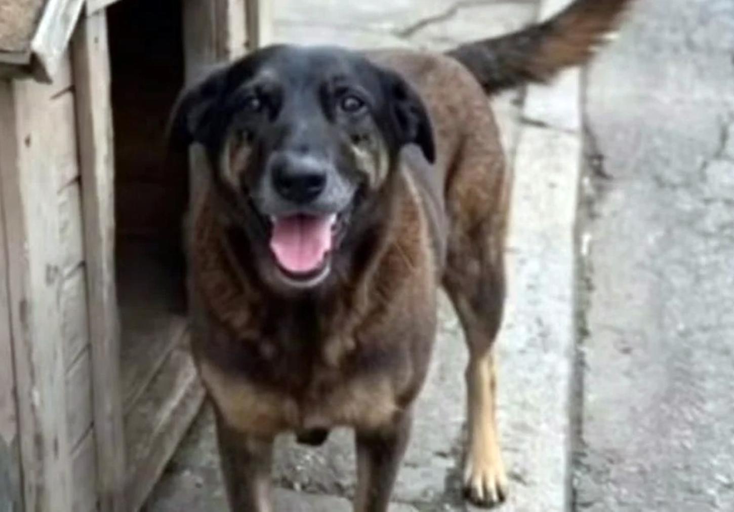 Polícia reforça segurança para receber suspeitos de agredir o cão Orelha em aeroporto