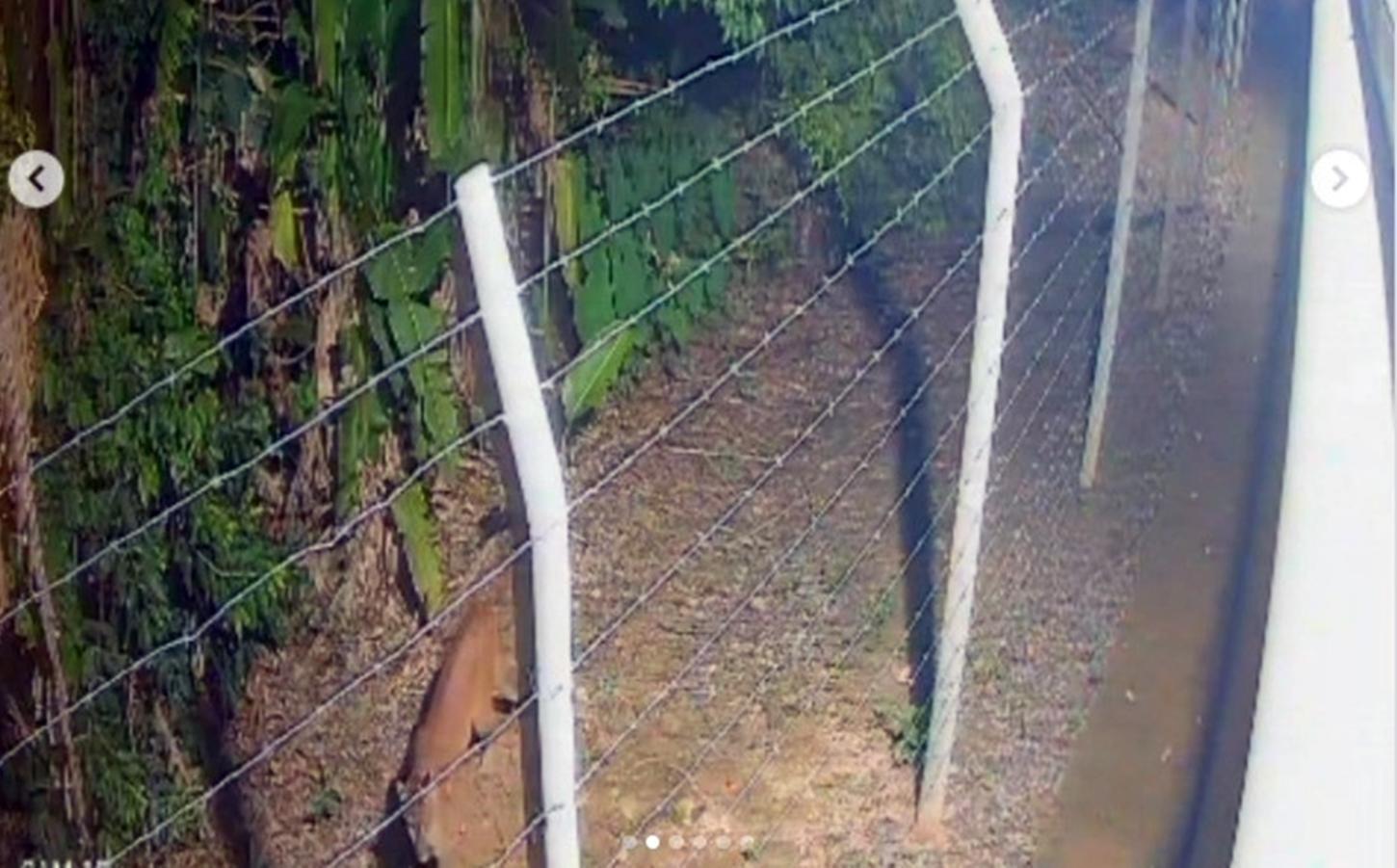 PORTO VELHO - Onça parda e filmada por camêras de monitoramento no Parque Circuito