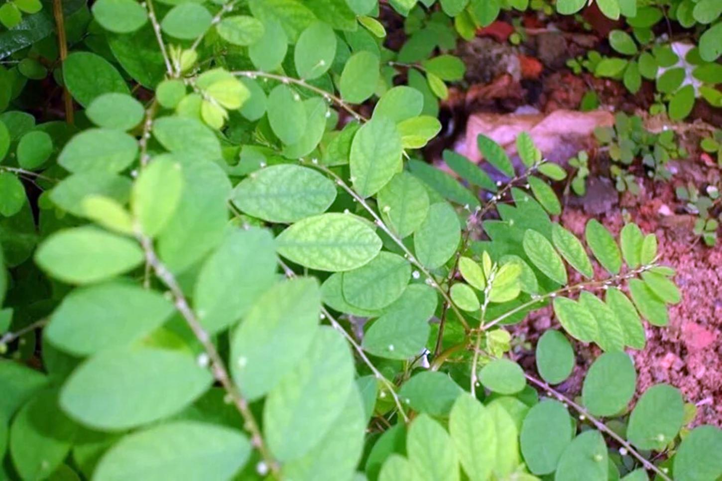Quebra-pedra deve ser o primeiro fitoterápico do SUS. Conheça a planta