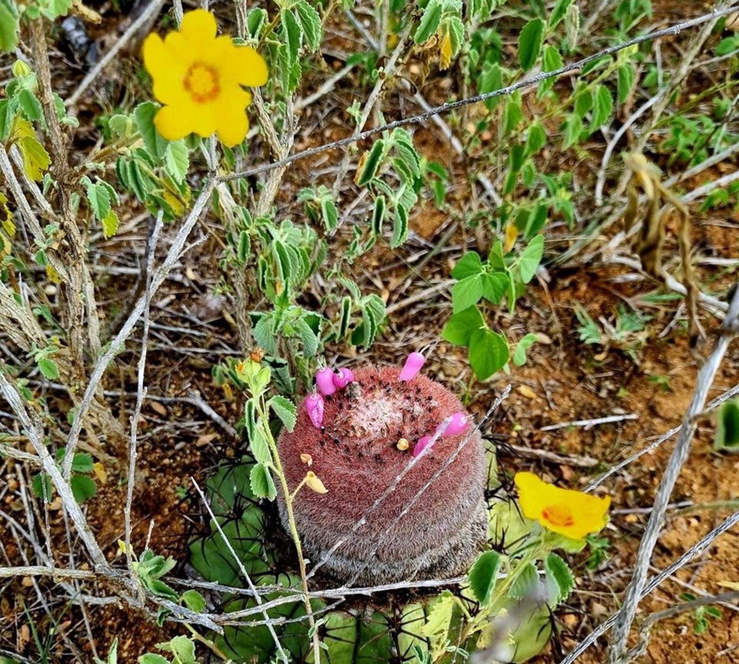 Crônica de MAGNO BARRETO -  