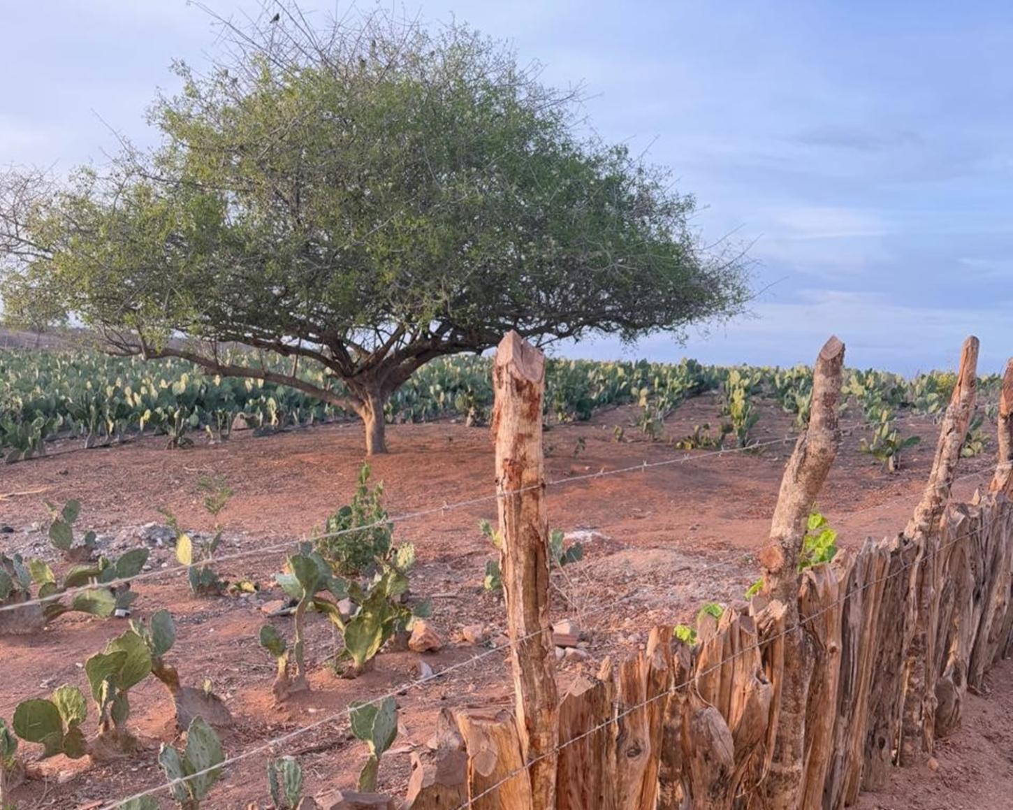 O UMBUZEIRO - Crônica de MAGNO BARRETO