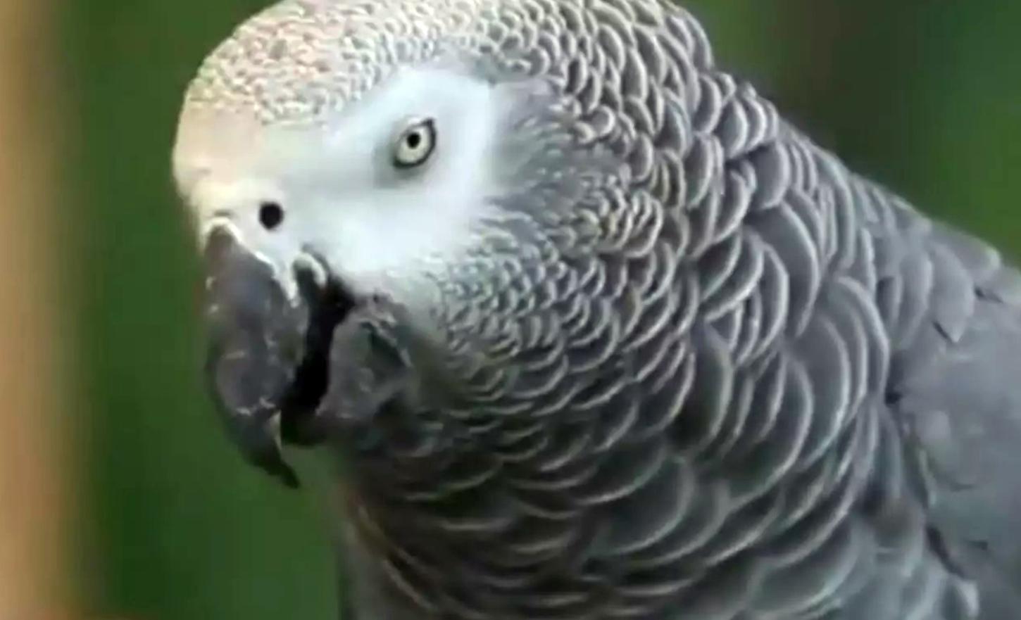 Papagaio sumiu nos EUA por 4 anos e voltou 'falando' espanhol