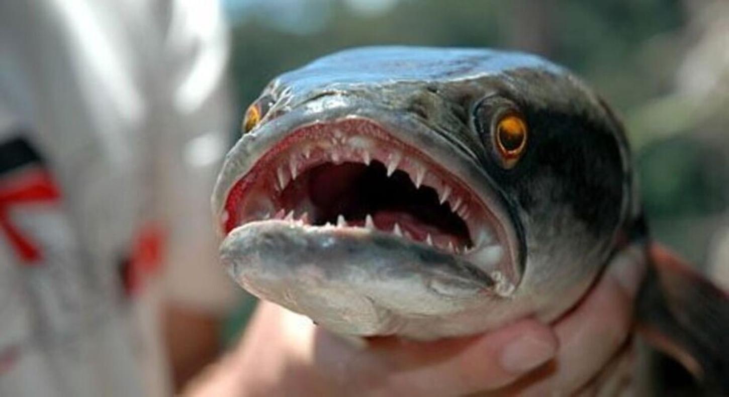 Peixe com cabeça de cobra? A criatura agressiva com 50 mil filhotes que apavora pescadores