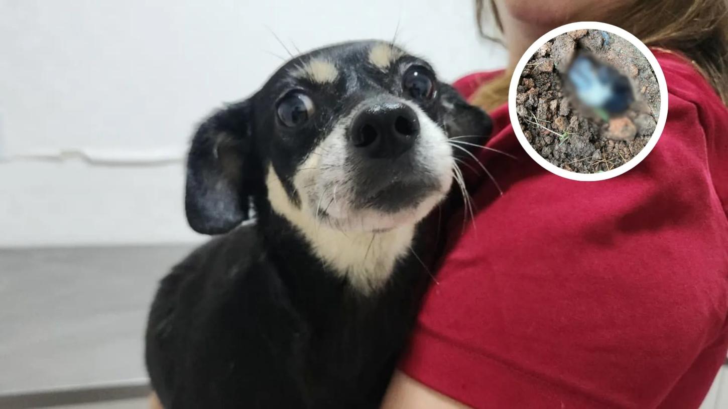 SANTA CATARINA – Adolescentes enterram cadela viva em Joinville