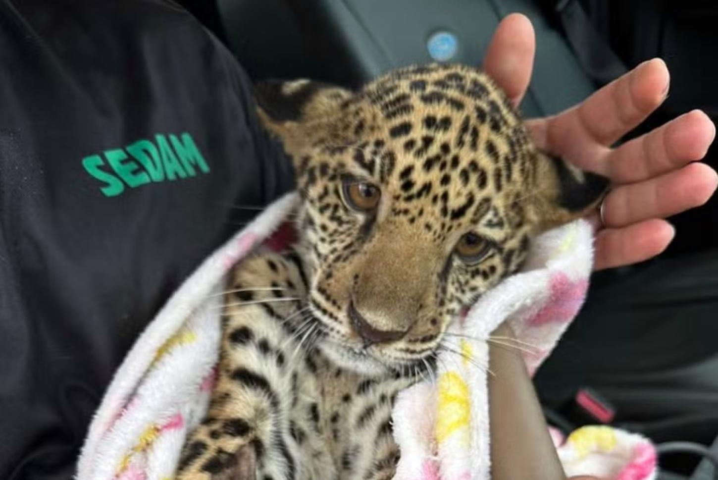 Sedam confirma morte de filhote de onça-pintada resgatado em RO